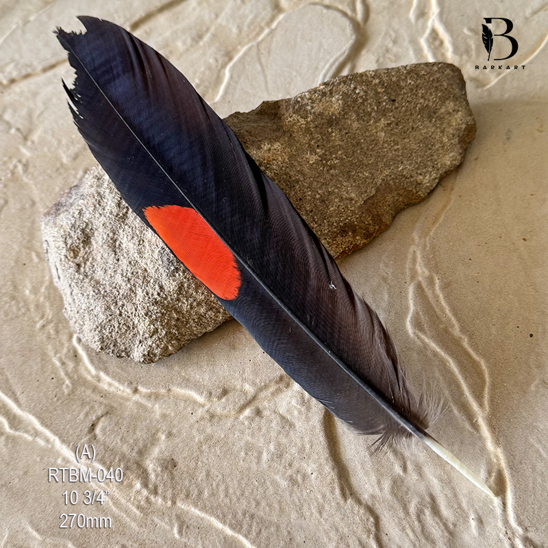 (image for) RTBM-040 Red Tailed Male Black Cockatoo Feather