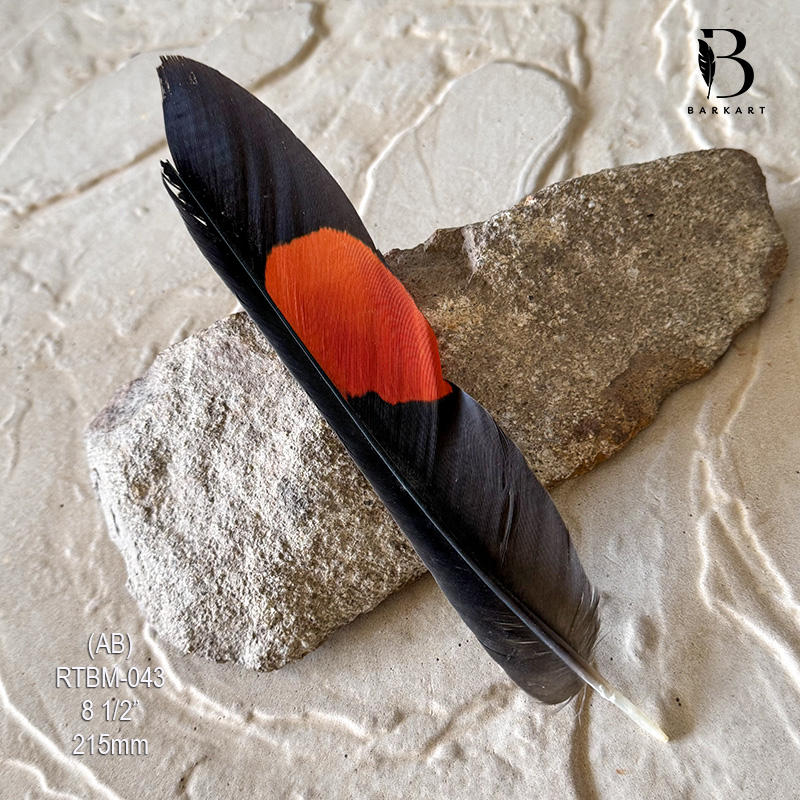 (image for) RTBM-043 Red Tailed Male Black Cockatoo Feather