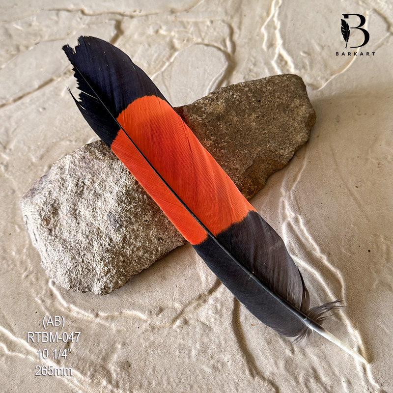 (image for) RTBM-047 Red Tailed Male Black Cockatoo Feather