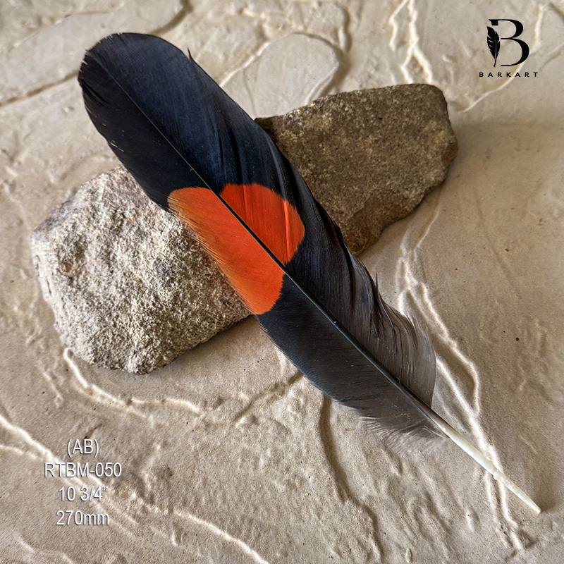 (image for) RTBM-050 Red Tailed Male Black Cockatoo Feather