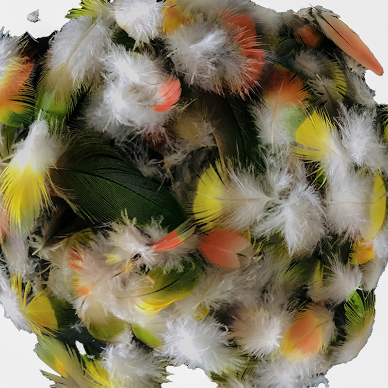 (image for) Rainbow Lorikeet Plumage Feathers