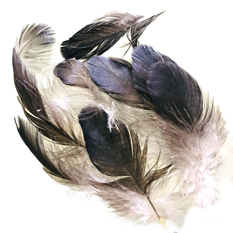 Raven Plumage Feathers : Australian Feathers, Australian Native Bird  Feathers