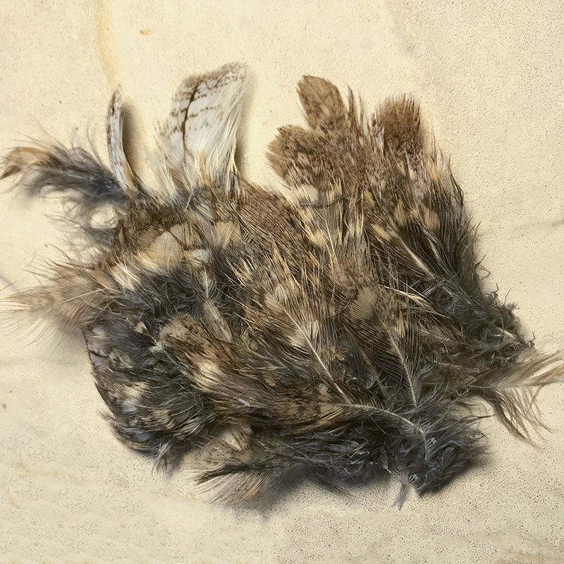 (image for) Scops Owl Plumage Feathers