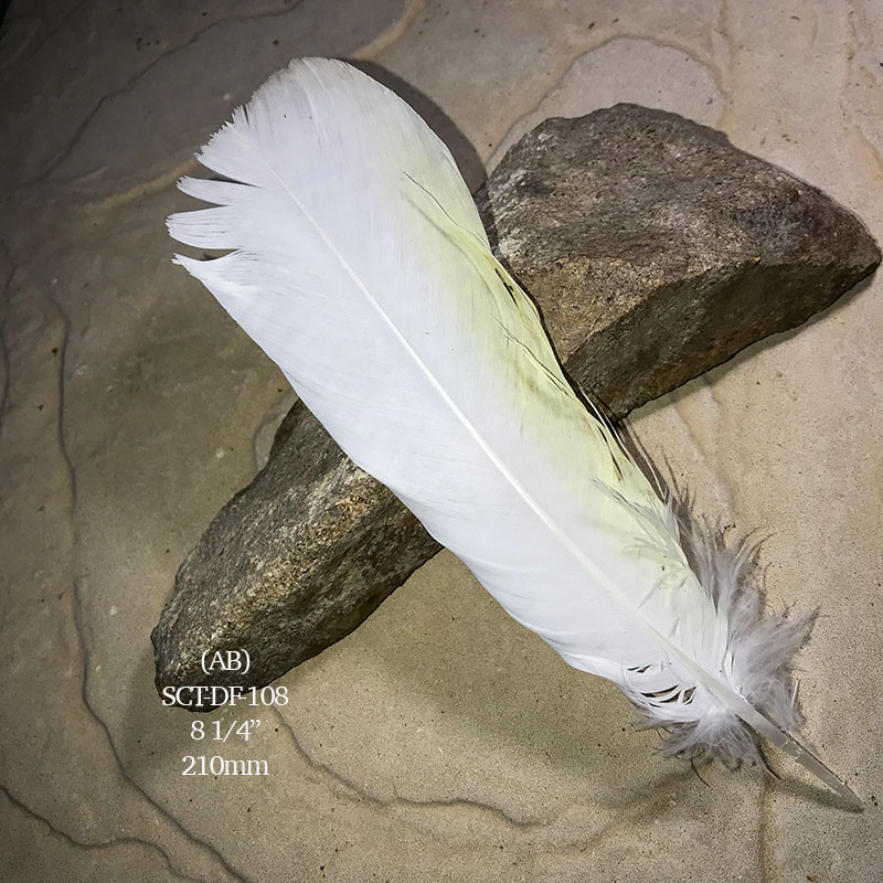 (image for) SCT-DF-108 Sulphur Crested Cockatoo Tail Feather