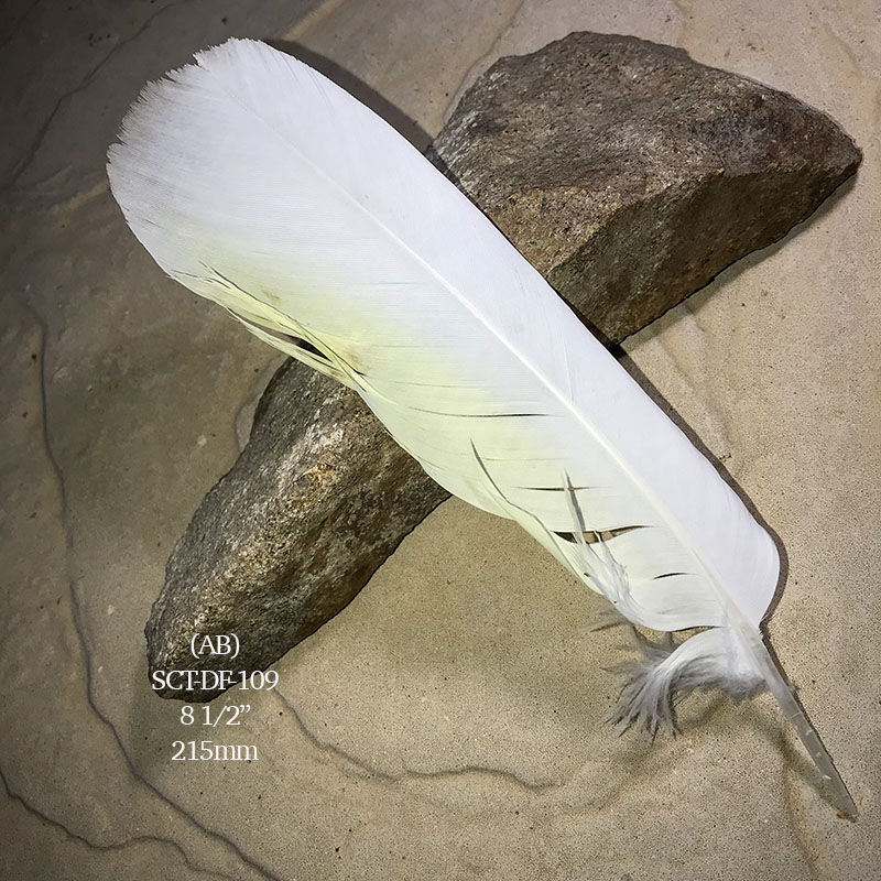 (image for) SCT-DF-109 Sulphur Crested Cockatoo Tail Feather