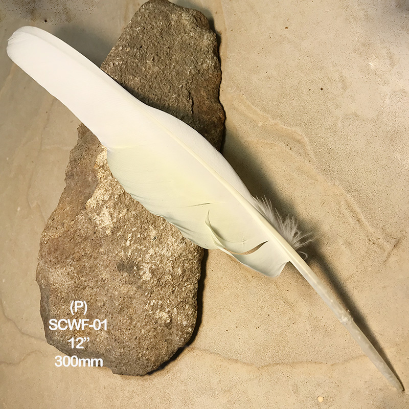 (image for) SCWF-01 Sulphur Crested Cockatoo Flight Wing Feather