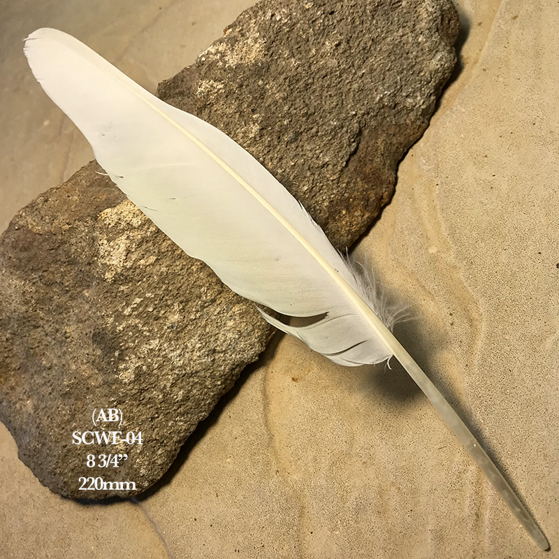 (image for) SCWF-04 Sulphur Crested Cockatoo Flight Wing Feather