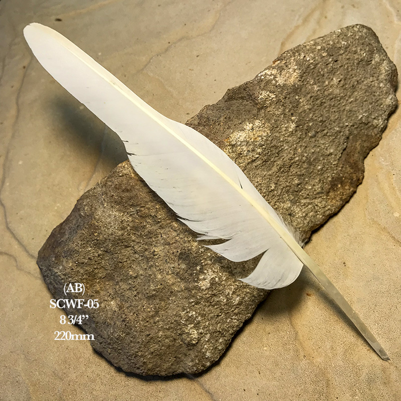 (image for) SCWF-05 Sulphur Crested Cockatoo Flight Wing Feather - Click Image to Close