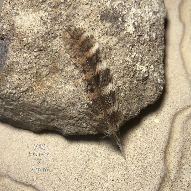 (image for) SOT-53 SCOPS OWL TAIL FEATHER Very Rare