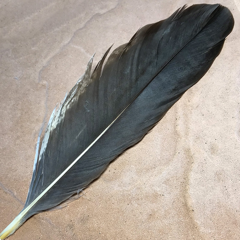 No.201 White Bellied Sea Eagle Shoulder Feather