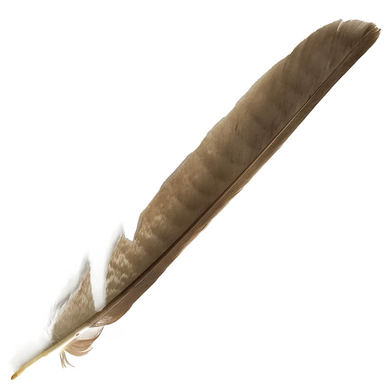 (image for) #12 Collared Sparrow Hawk Tail Feather