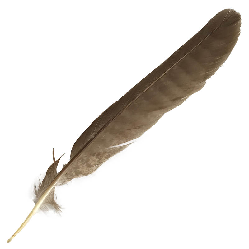 (image for) #2 Collared Sparrow Hawk Tail Feather