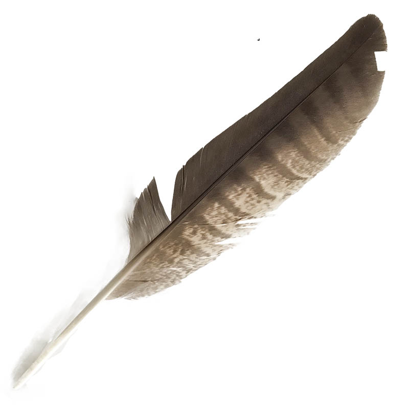 (image for) #5 Collared Sparrow Hawk Primary Wing Feather