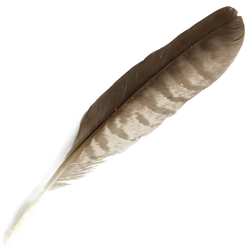 (image for) #9 Collared Sparrow Hawk Primary Wing Feather