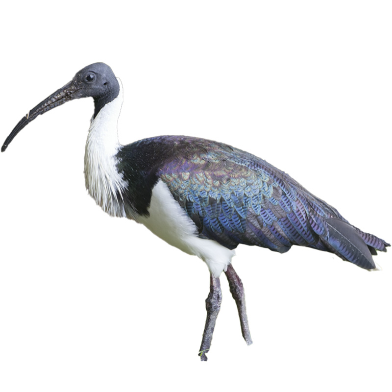 (image for) Straw Necked Ibis