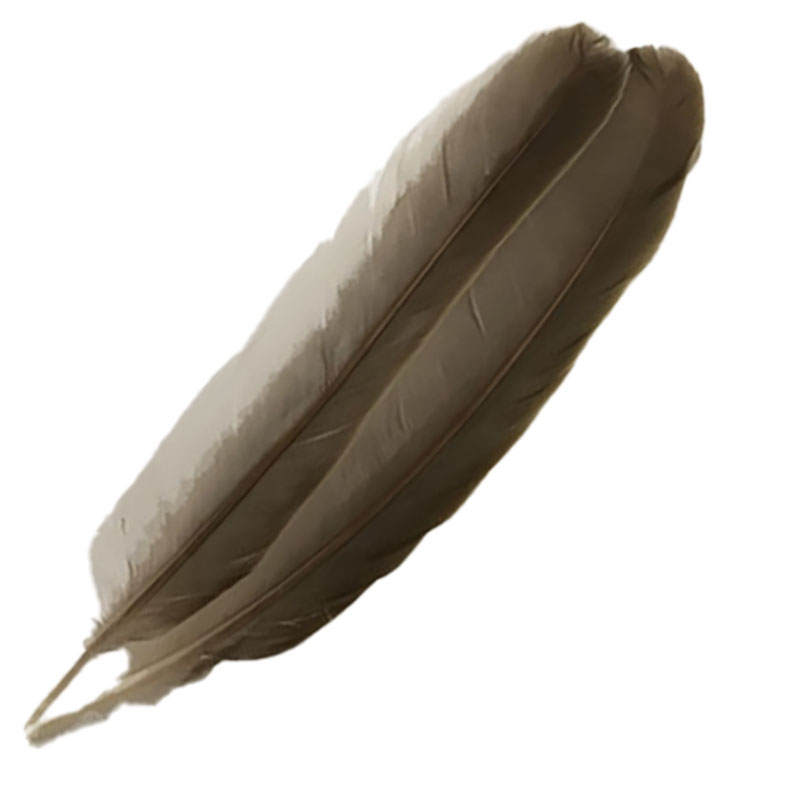 (image for) Superb Fruit Dove Wing Feather - Click Image to Close