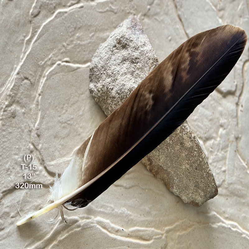 (image for) T-15 Genuine Wedged Tailed Eagle Tail Feather