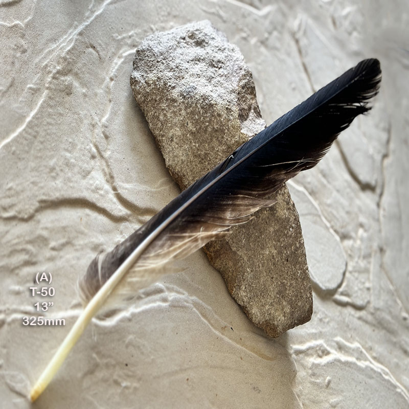 (image for) T-50 Genuine Wedged Tailed Eagle Tail Feather - *Seconds*