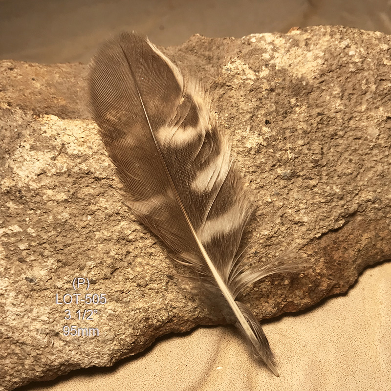 (image for) LOT-505 Little Owl Tail Feather