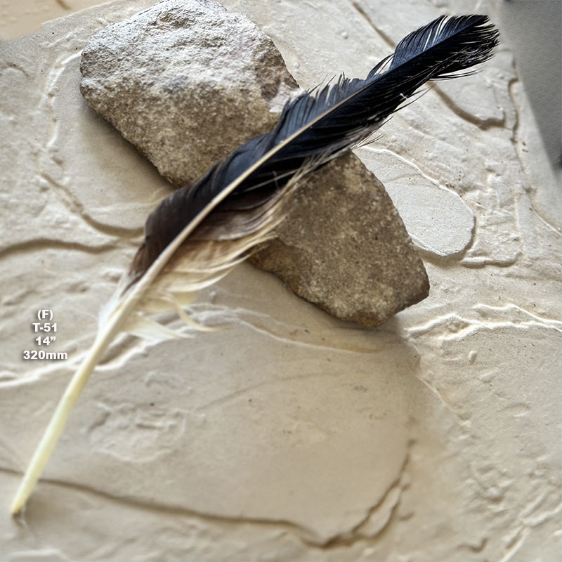 (image for) T-51 Genuine Wedged Tailed Eagle Tail Feather - *Seconds*