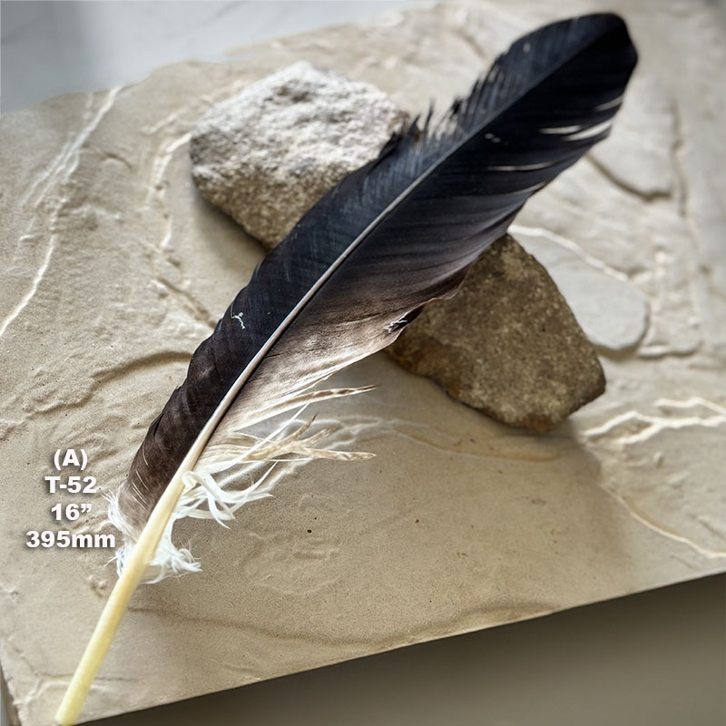 (image for) T-52 Genuine Wedged Tailed Eagle Tail Feather - *Seconds*