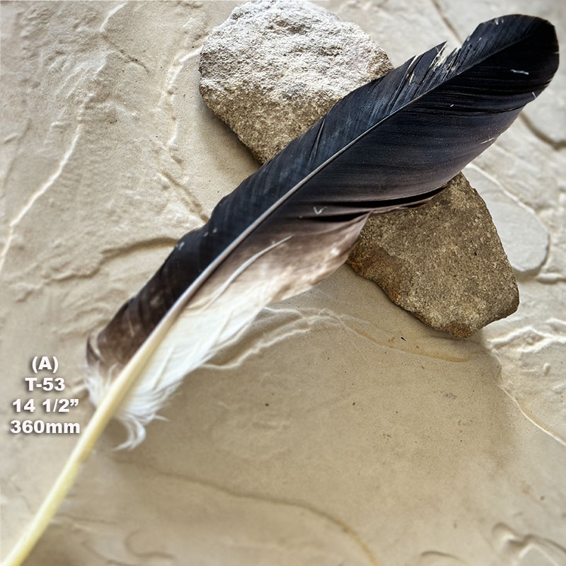 (image for) T-53 Genuine Wedged Tailed Eagle Tail Feather - *Seconds*