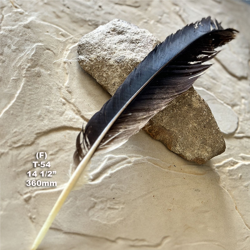 (image for) T-54 Genuine Wedged Tailed Eagle Tail Feather - *Seconds*