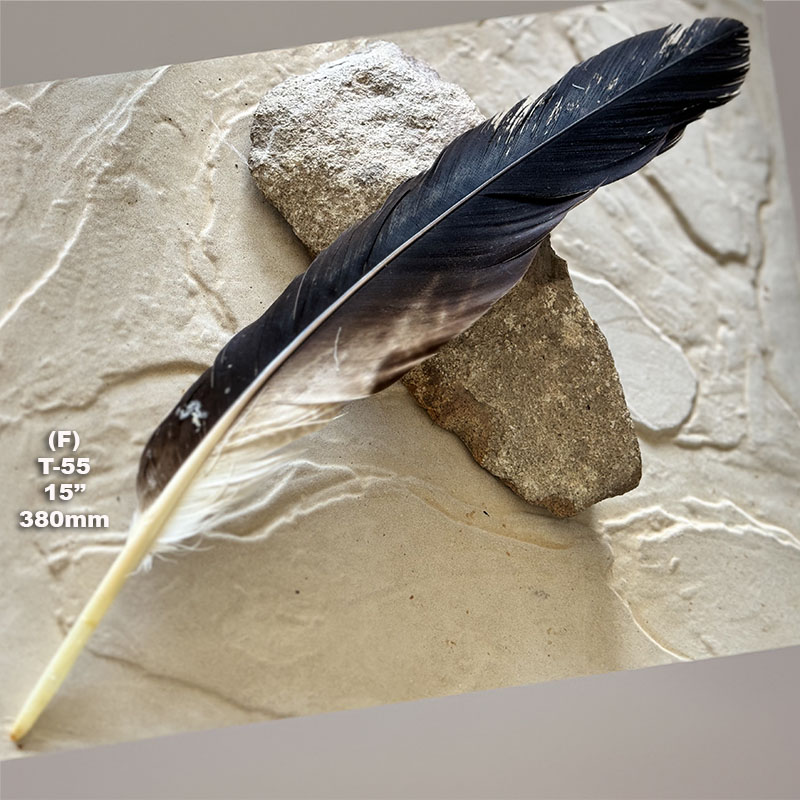 (image for) T-55 Genuine Wedged Tailed Eagle Tail Feather - *Seconds*
