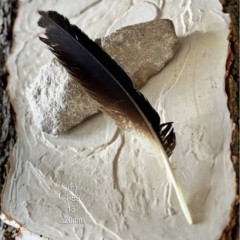 (image for) T-59 Genuine Wedged Tailed Eagle Tail Feather - *Seconds*
