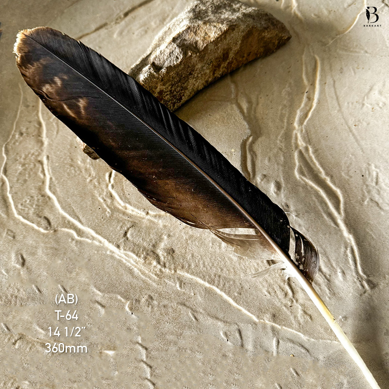 (image for) T-64 Genuine Wedged Tailed Eagle Tail Feather