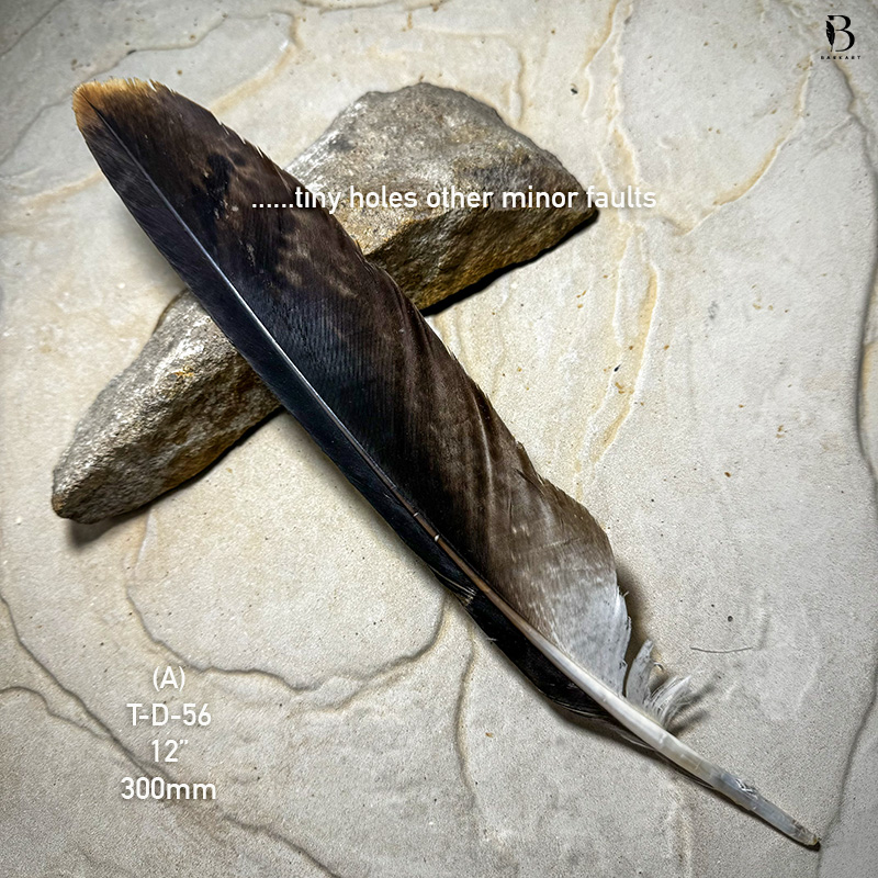 (image for) T-D-56 Genuine Wedged Tailed Eagle Tail Feather - *Seconds*