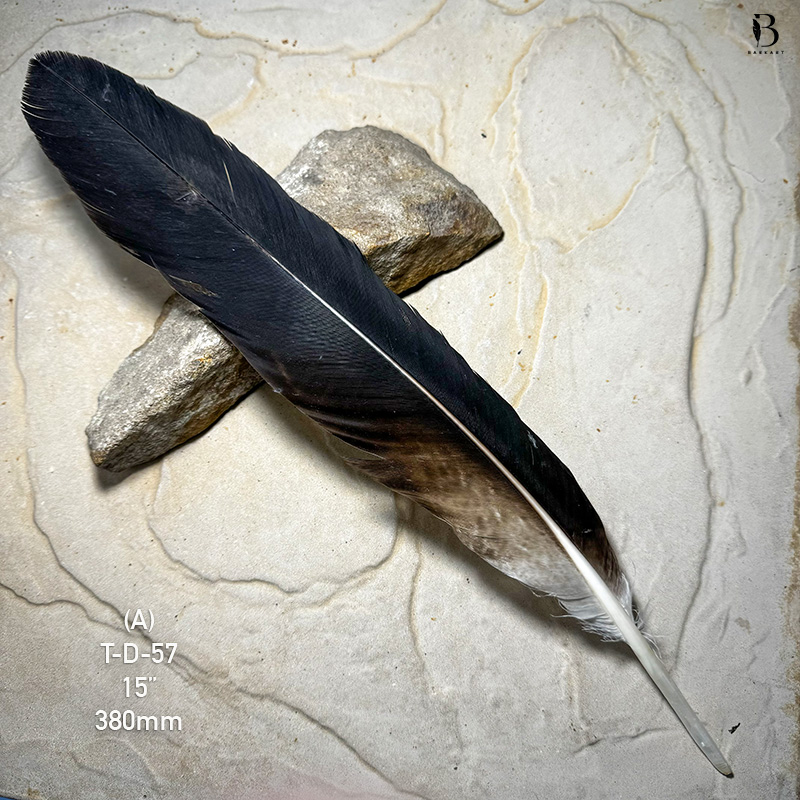 (image for) T-D-57 Genuine Wedged Tailed Eagle Tail Feather - *Seconds*