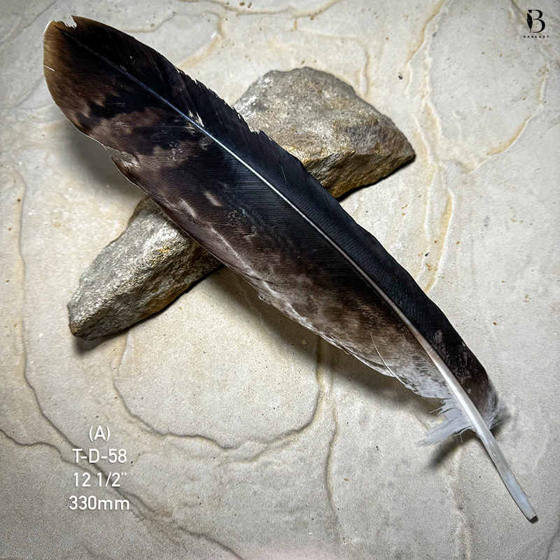 (image for) T-D-58 Genuine Wedged Tailed Eagle Tail Feather - *Seconds*