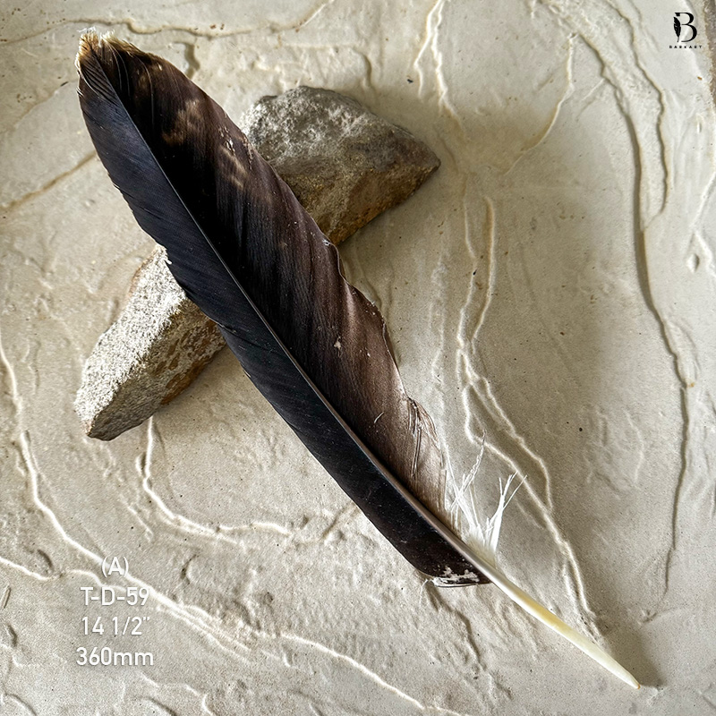 (image for) T-D-59 Genuine Wedged Tailed Eagle Tail Feather - *Seconds*