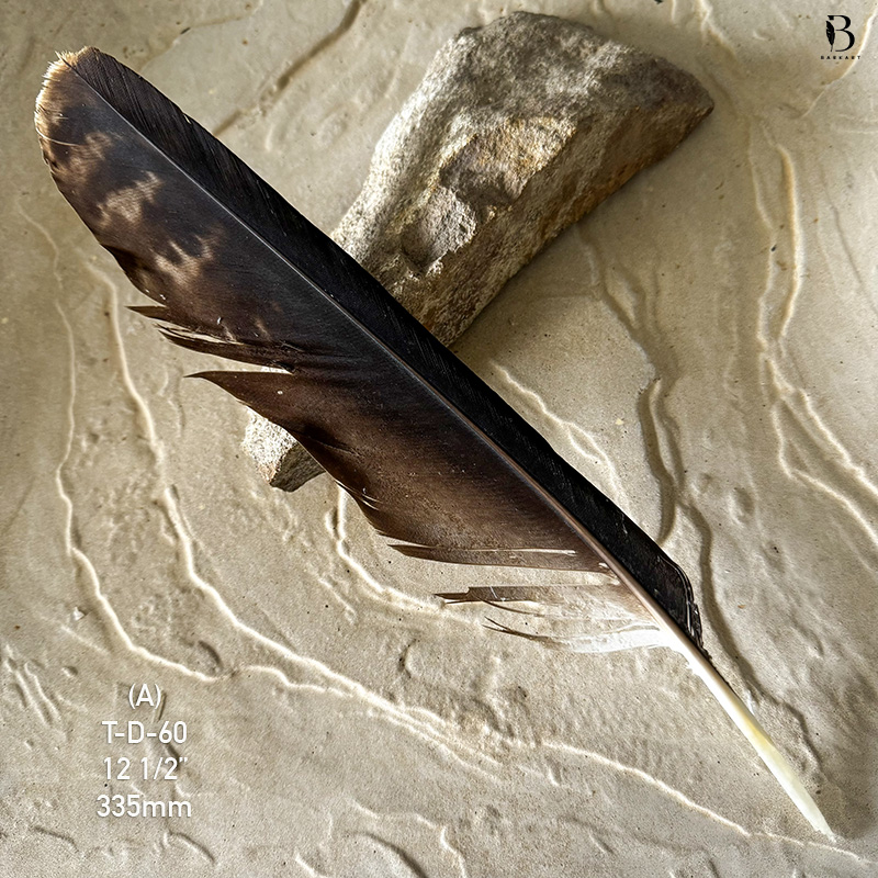 (image for) T-D-60 Genuine Wedged Tailed Eagle Tail Feather - *Seconds*