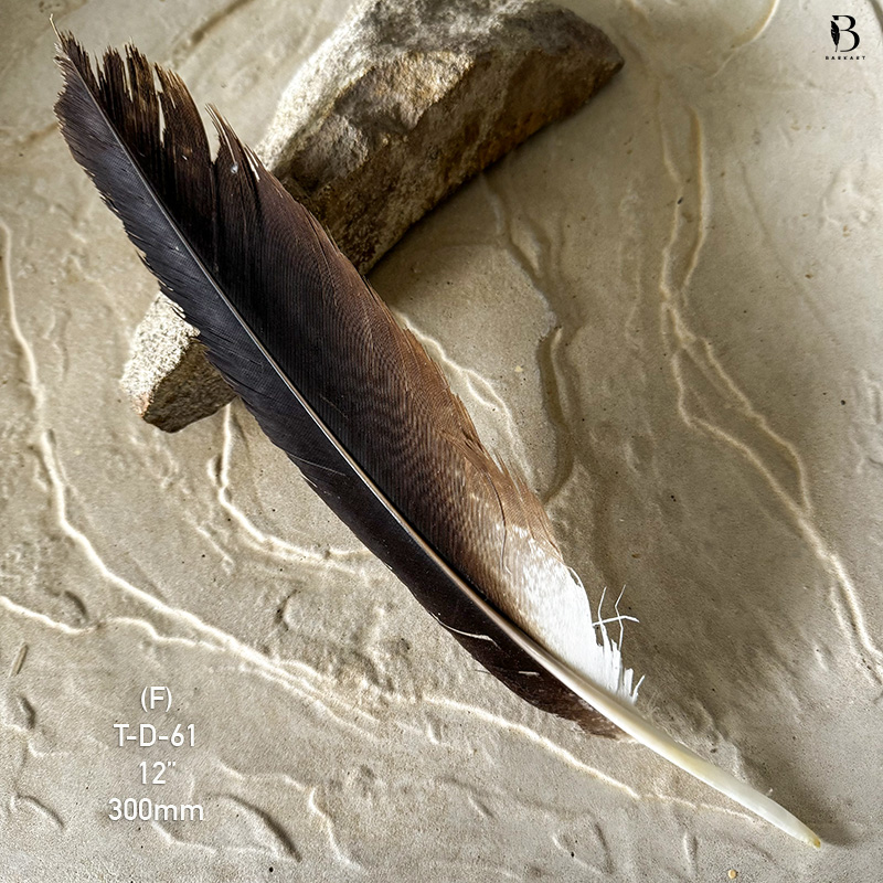 (image for) T-D-61 Genuine Wedged Tailed Eagle Tail Feather - *Seconds*