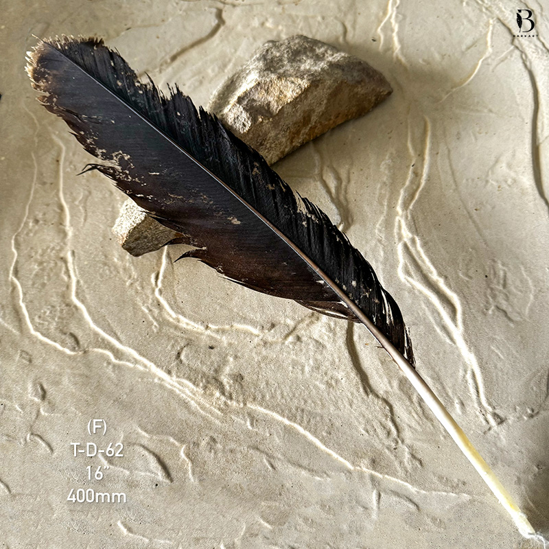 (image for) T-D-62 Genuine Wedged Tailed Eagle Tail Feather - *Seconds*
