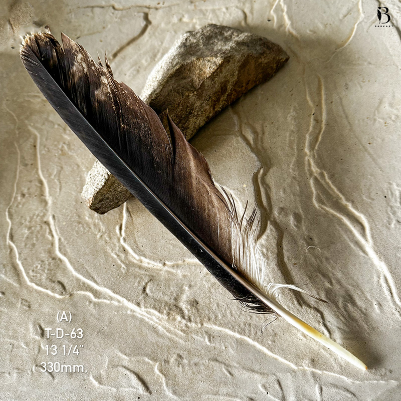 (image for) T-D-63 Genuine Wedged Tailed Eagle Tail Feather - *Seconds*