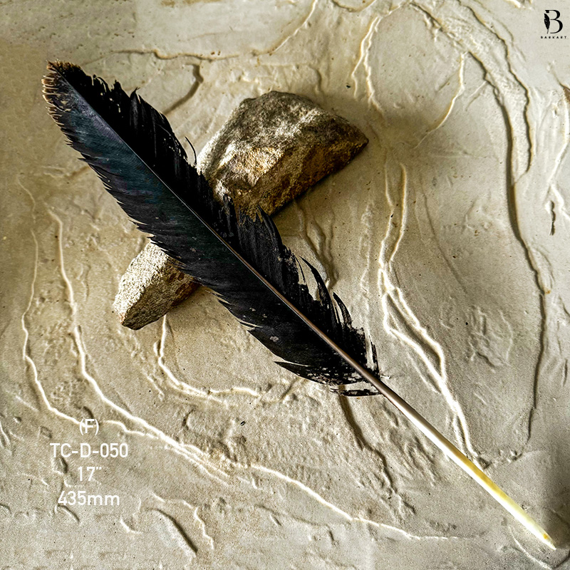 (image for) TC-D-050 Genuine Wedged Tailed Eagle CENTRE Tail Feather - *Seconds*