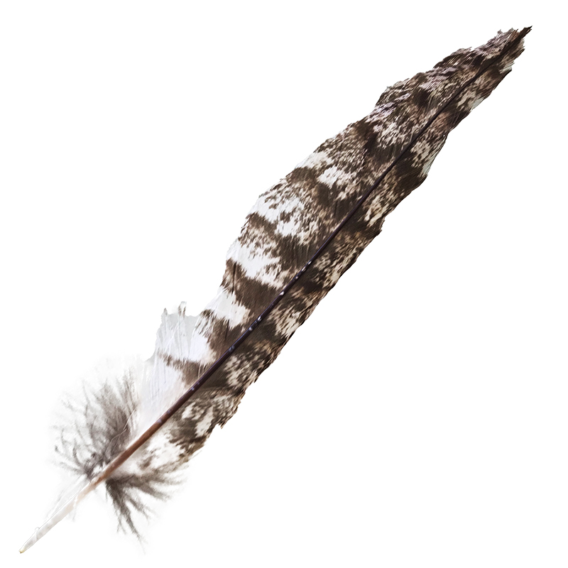(image for) #15 Tawney Frogmouth Tail Feather