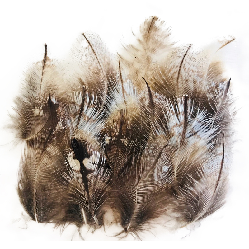(image for) Tawney Frogmouth Plumage Feathers