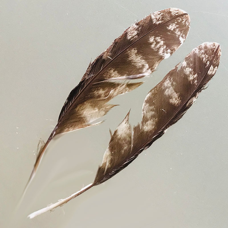 (image for) #217 Tawney Frogmouth Secondary Wing Feathers -Pair