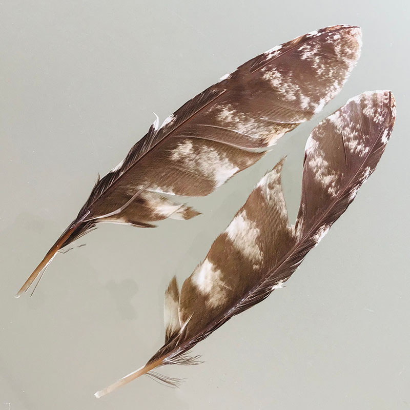 (image for) #220 Tawney Frogmouth Secondary Wing Feathers -Pair