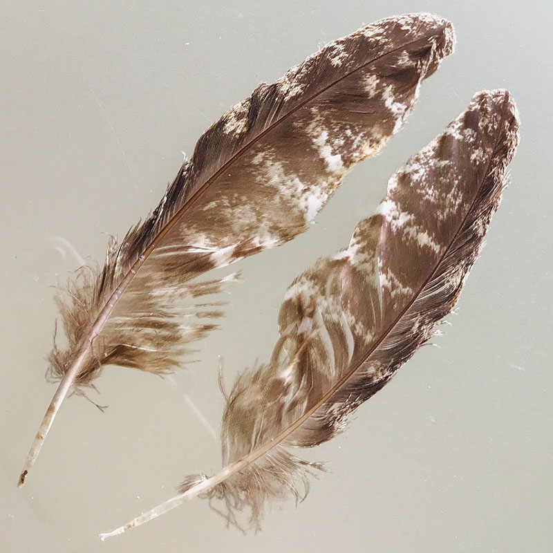(image for) #221 Tawney Frogmouth Secondary Wing Feathers -Pair