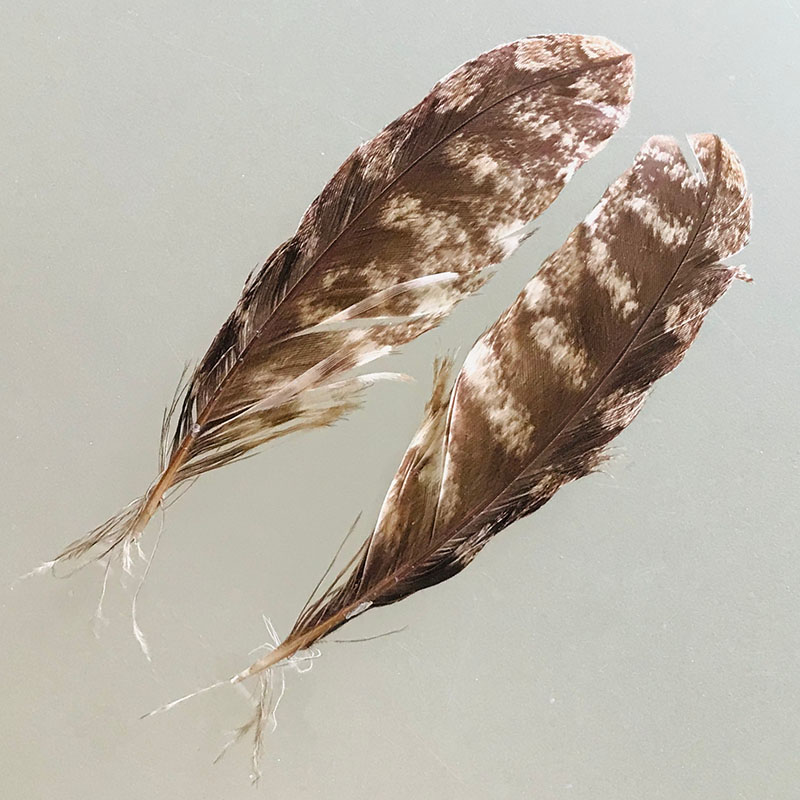 (image for) #222 Tawney Frogmouth Secondary Wing Feathers -Pair