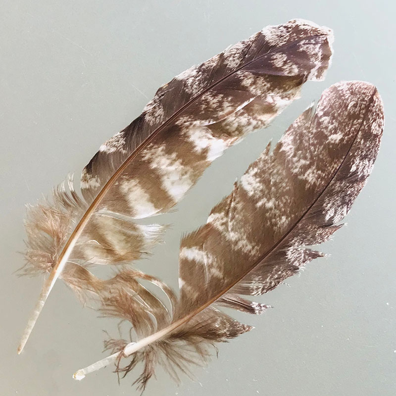 (image for) #224 Tawney Frogmouth Secondary Wing Feathers -Pair