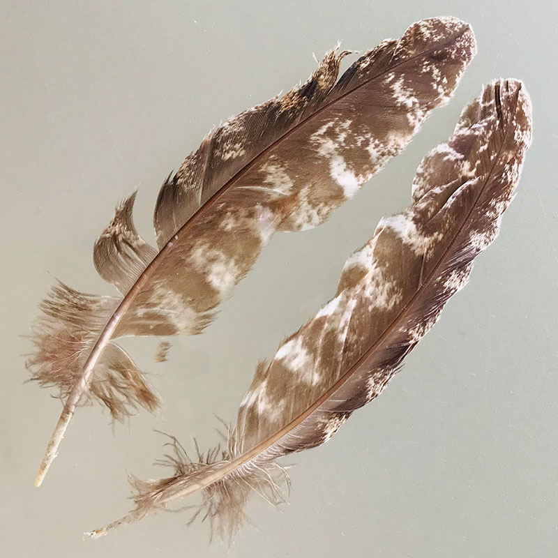 (image for) #227 Tawney Frogmouth Secondary Wing Feathers -Pair