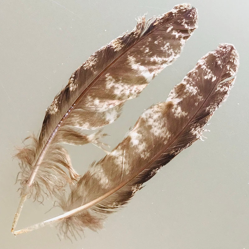 (image for) #230 Tawney Frogmouth Secondary Wing Feathers -Pair
