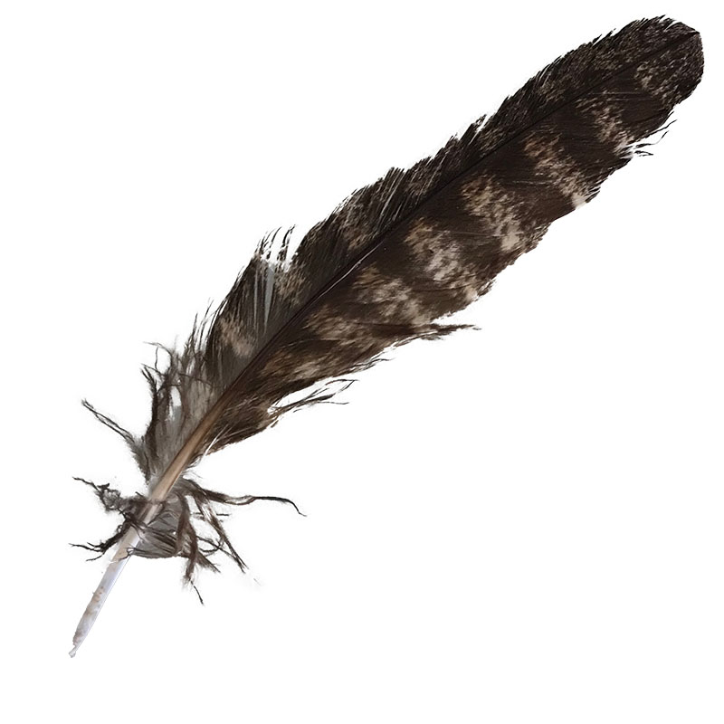 (image for) #300 Tawney Frogmouth Primary Wing Feather