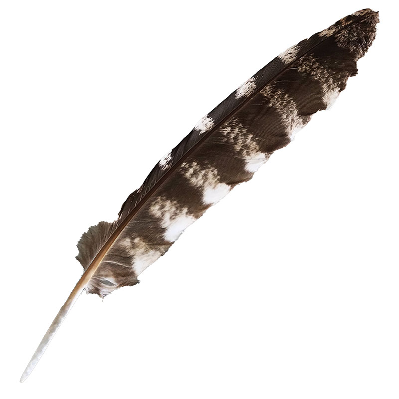 (image for) #302 Tawney Frogmouth Primary Wing Feather